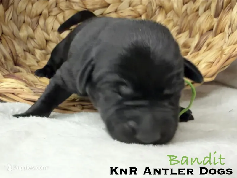 Bandit – Labrador Retriever puppy on hold in Grants Pass, OR