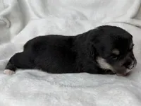 Wanda , a female Cardigan Welsh Corgi and Pembroke Welsh Corgi for sale in Grants Pass, OR – 3 of 4