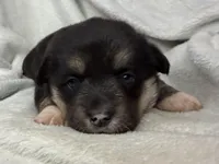 Wanda , a female Cardigan Welsh Corgi and Pembroke Welsh Corgi for sale in Grants Pass, OR – 4 of 4