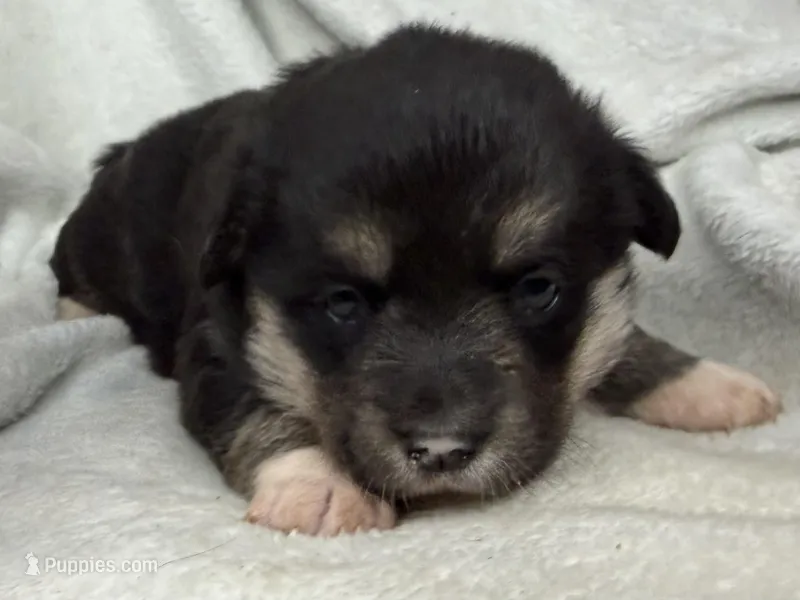 Wanda , a female Cardigan Welsh Corgi and Pembroke Welsh Corgi for sale in Grants Pass, OR – 1 of 4