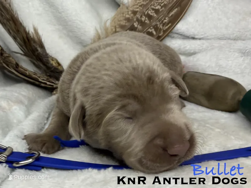 Bullet, a male Labrador Retriever for sale in Grants Pass, OR – 1 of 2