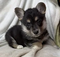 CKC Black Tri American corgi female , a female Cardigan Welsh Corgi and Pembroke Welsh Corgi for sale in Grants Pass, OR – 5 of 8