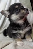 CKC Black Tri American corgi female , a female Cardigan Welsh Corgi and Pembroke Welsh Corgi for sale in Grants Pass, OR – 7 of 8