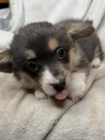 CKC bluie tri American corgi female , a female Cardigan Welsh Corgi and Pembroke Welsh Corgi for sale in Grants Pass, OR – 7 of 10