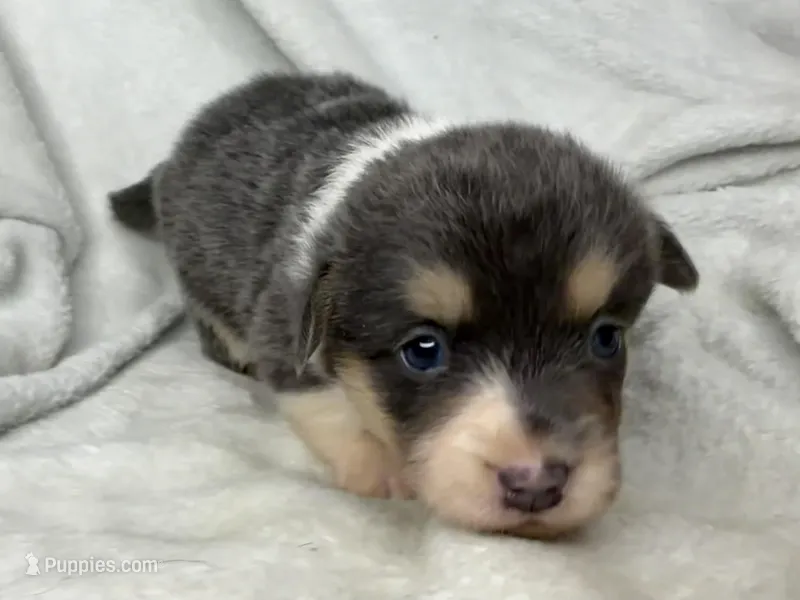 Martha, a female Cardigan Welsh Corgi and Pembroke Welsh Corgi for sale in Grants Pass, OR – 1 of 5