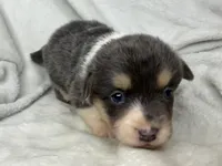 Martha, a female Cardigan Welsh Corgi and Pembroke Welsh Corgi for sale in Grants Pass, OR – 1 of 5