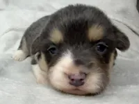 Martha, a female Cardigan Welsh Corgi and Pembroke Welsh Corgi for sale in Grants Pass, OR – 2 of 5