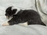 Martha, a female Cardigan Welsh Corgi and Pembroke Welsh Corgi for sale in Grants Pass, OR – 4 of 5