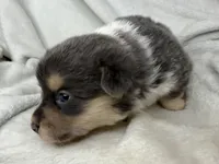 Martha, a female Cardigan Welsh Corgi and Pembroke Welsh Corgi for sale in Grants Pass, OR – 5 of 5