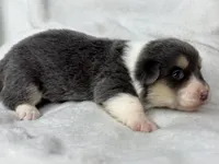 Martha, a female Cardigan Welsh Corgi and Pembroke Welsh Corgi for sale in Grants Pass, OR – 3 of 5