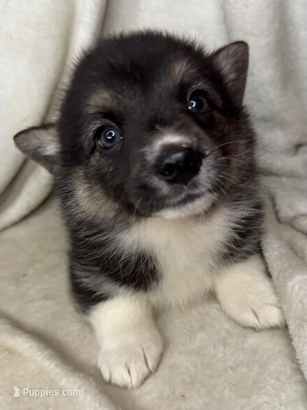 Winnie – Cardigan Welsh Corgi, Pembroke Welsh Corgi puppy for sale in Grants Pass, OR