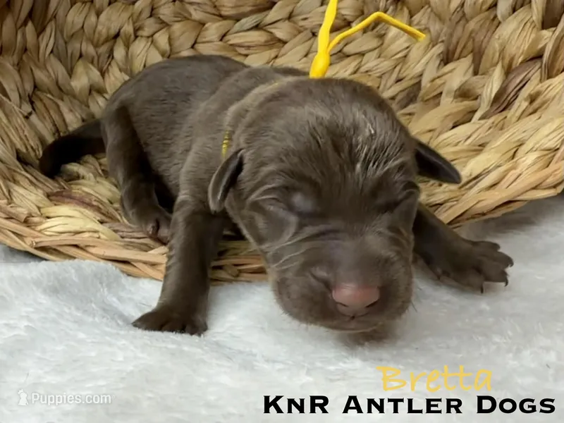 Bretta, a female Labrador Retriever for sale in Grants Pass, OR – 1 of 1