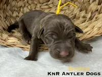 Bretta, a female Labrador Retriever for sale in Grants Pass, OR – 1 of 1