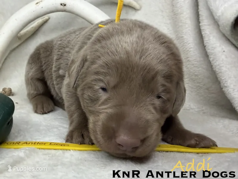 Addi – Labrador Retriever puppy for sale in Grants Pass, OR