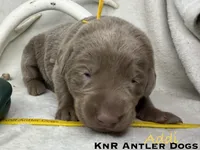 Addi, a female Labrador Retriever for sale in Grants Pass, OR – 3 of 5