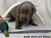 Alice, a female Labrador Retriever for sale in Grants Pass, OR – 2 of 3