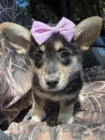 Wanda , a female Cardigan Welsh Corgi and Pembroke Welsh Corgi for sale in Grants Pass, OR – 2 of 10