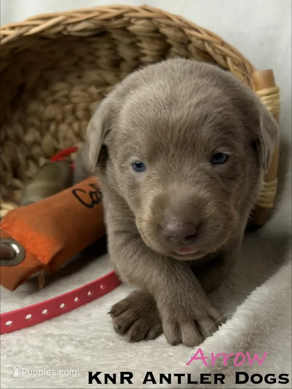 Arrow – Labrador Retriever puppy for sale in Grants Pass, OR