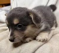CKC bluie tri American corgi female , a female Cardigan Welsh Corgi and Pembroke Welsh Corgi for sale in Grants Pass, OR – 4 of 10