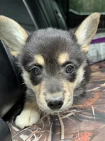 CKC Black Tri American corgi female , a female Cardigan Welsh Corgi and Pembroke Welsh Corgi for sale in Grants Pass, OR – 2 of 8