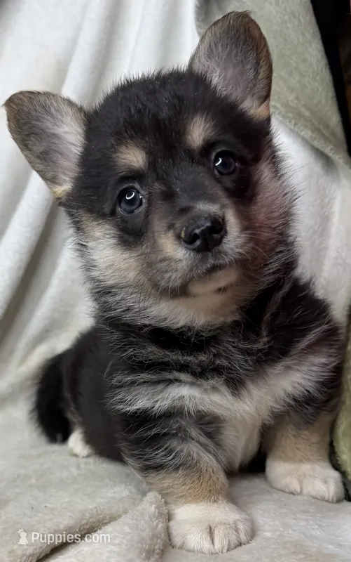 Wanda  – Cardigan Welsh Corgi, Pembroke Welsh Corgi puppy for sale in Grants Pass, OR