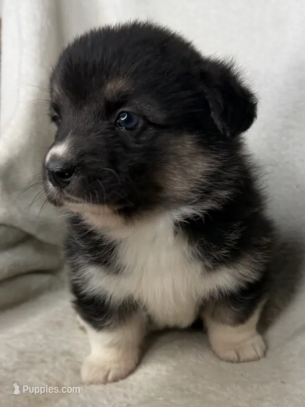 Winnie – Cardigan Welsh Corgi, Pembroke Welsh Corgi puppy for sale in Grants Pass, OR