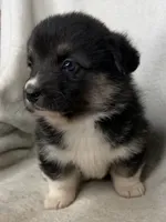 Winnie  , a female Cardigan Welsh Corgi and Pembroke Welsh Corgi for sale in Grants Pass, OR – 7 of 9