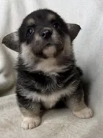 CKC Black Tri American corgi female , a female Cardigan Welsh Corgi and Pembroke Welsh Corgi for sale in Grants Pass, OR – 8 of 8
