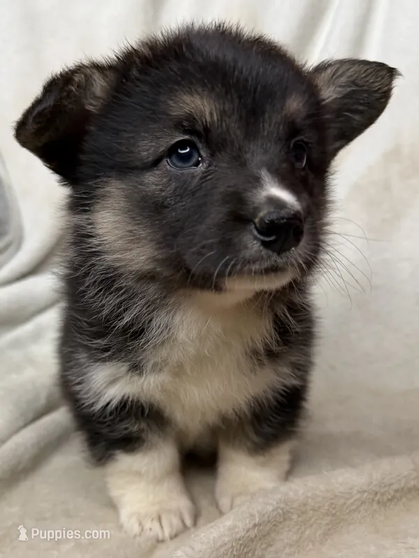 Winnie – Cardigan Welsh Corgi, Pembroke Welsh Corgi puppy for sale in Grants Pass, OR