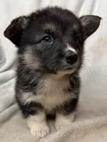 Winnie  , a female Cardigan Welsh Corgi and Pembroke Welsh Corgi for sale in Grants Pass, OR – 5 of 9