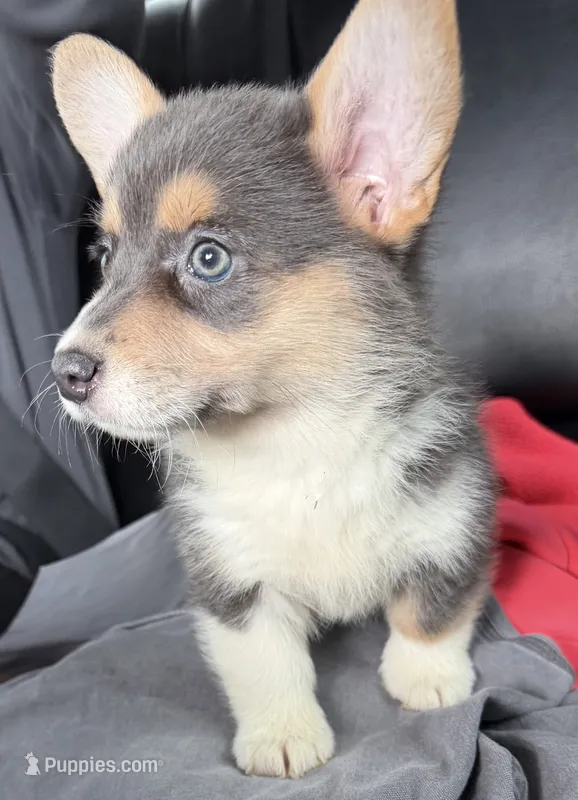 CKC bluie tri American corgi female  – Cardigan Welsh Corgi, Pembroke Welsh Corgi puppy for sale in Grants Pass, OR