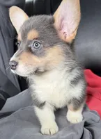 CKC bluie tri American corgi female , a female Cardigan Welsh Corgi and Pembroke Welsh Corgi for sale in Grants Pass, OR – 1 of 10