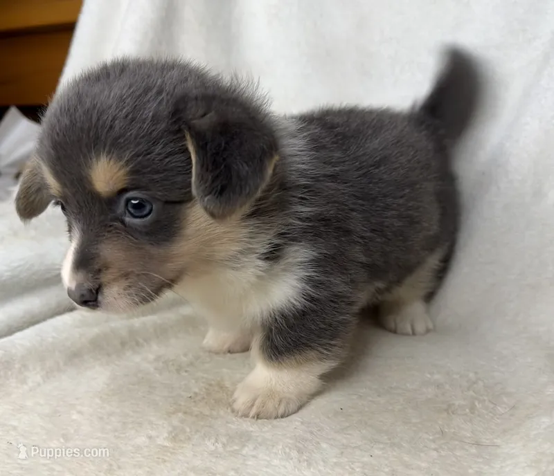 Martha – Cardigan Welsh Corgi, Pembroke Welsh Corgi puppy for sale in Grants Pass, OR