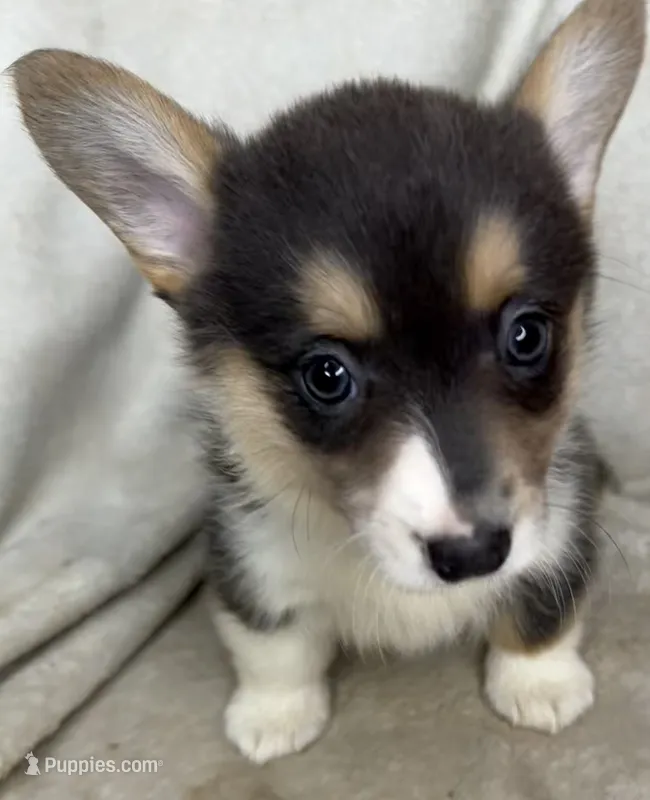 Martha – Cardigan Welsh Corgi, Pembroke Welsh Corgi puppy for sale in Grants Pass, OR