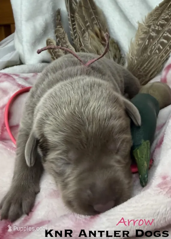Arrow, a female Labrador Retriever for sale in Grants Pass, OR – 1 of 1