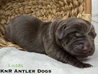 Lucas, a male Labrador Retriever for sale in Grants Pass, OR – 1 of 1