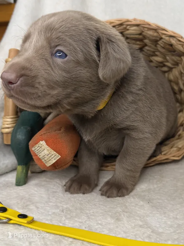 Addi – Labrador Retriever puppy for sale in Grants Pass, OR