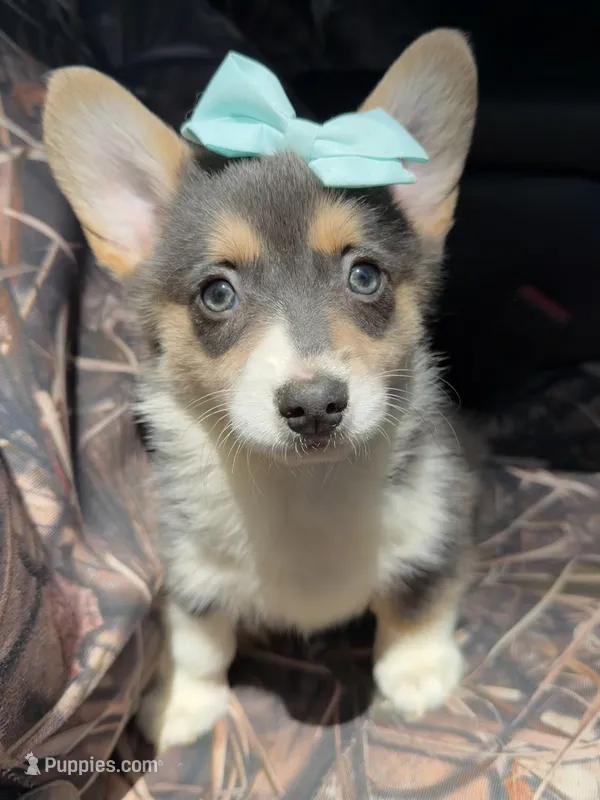 Martha  – Cardigan Welsh Corgi, Pembroke Welsh Corgi puppy for sale in Grants Pass, OR
