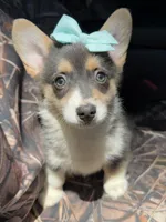 Martha , a female Cardigan Welsh Corgi and Pembroke Welsh Corgi for sale in Grants Pass, OR – 1 of 8