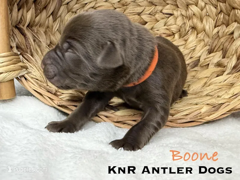 Boone, a male Labrador Retriever for sale in Grants Pass, OR – 1 of 1