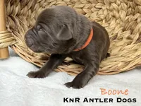 Boone, a male Labrador Retriever for sale in Grants Pass, OR – 1 of 1