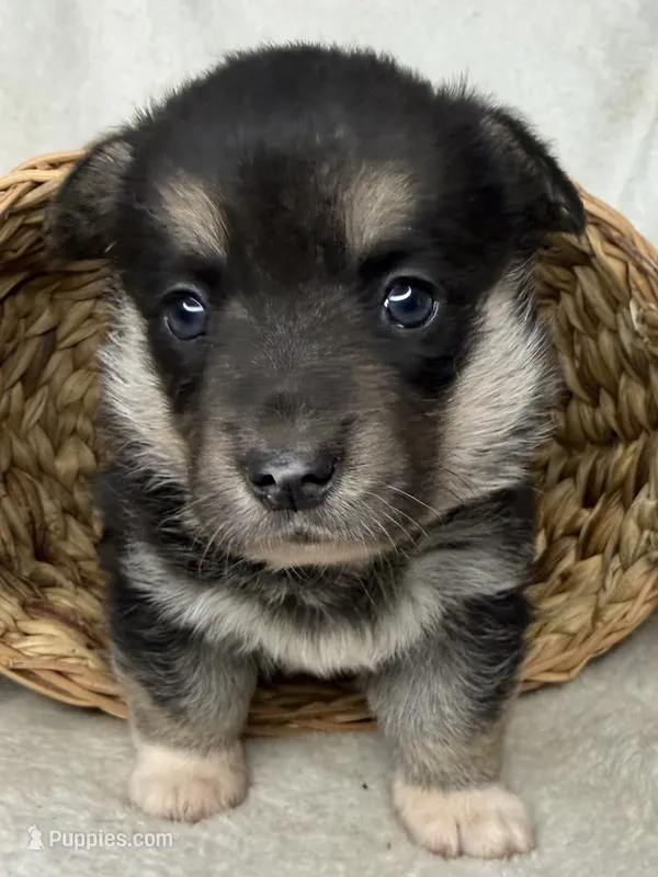 Wanda  – Cardigan Welsh Corgi, Pembroke Welsh Corgi puppy for sale in Grants Pass, OR