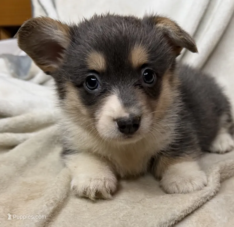 Martha – Cardigan Welsh Corgi, Pembroke Welsh Corgi puppy for sale in Grants Pass, OR