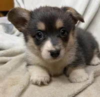 CKC bluie tri American corgi female , a female Cardigan Welsh Corgi and Pembroke Welsh Corgi for sale in Grants Pass, OR – 3 of 10