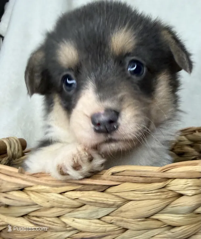 Martha – Cardigan Welsh Corgi, Pembroke Welsh Corgi puppy for sale in Grants Pass, OR