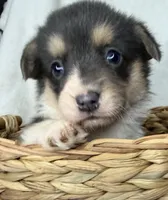 CKC bluie tri American corgi female , a female Cardigan Welsh Corgi and Pembroke Welsh Corgi for sale in Grants Pass, OR – 8 of 10