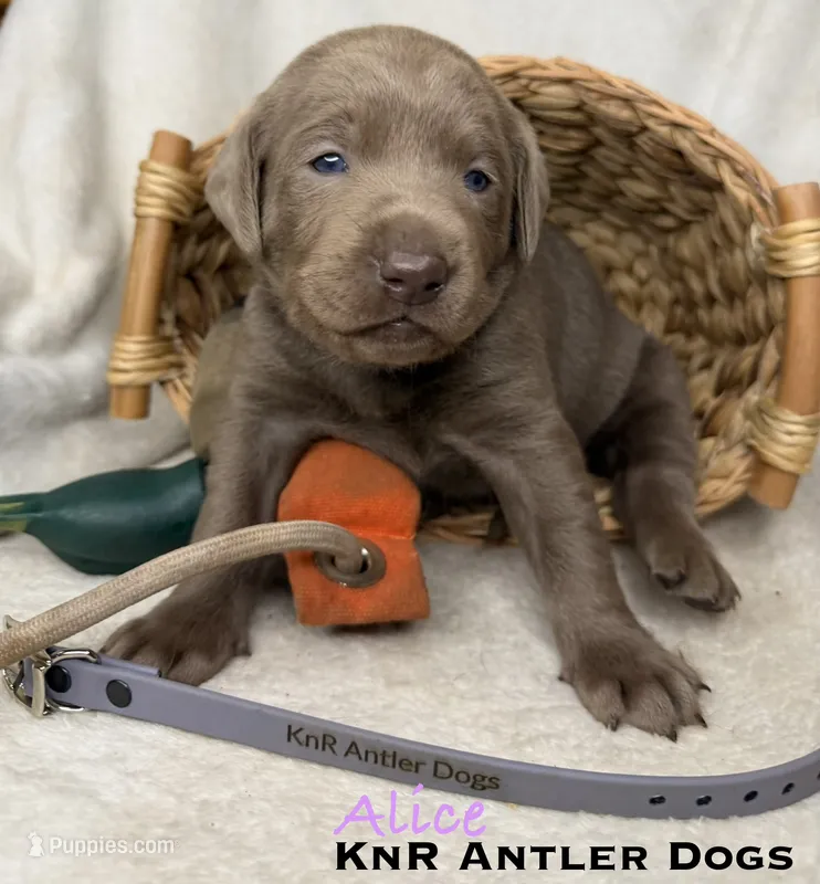 Alice – Labrador Retriever puppy for sale in Grants Pass, OR