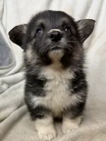 Winnie  , a female Cardigan Welsh Corgi and Pembroke Welsh Corgi for sale in Grants Pass, OR – 3 of 9