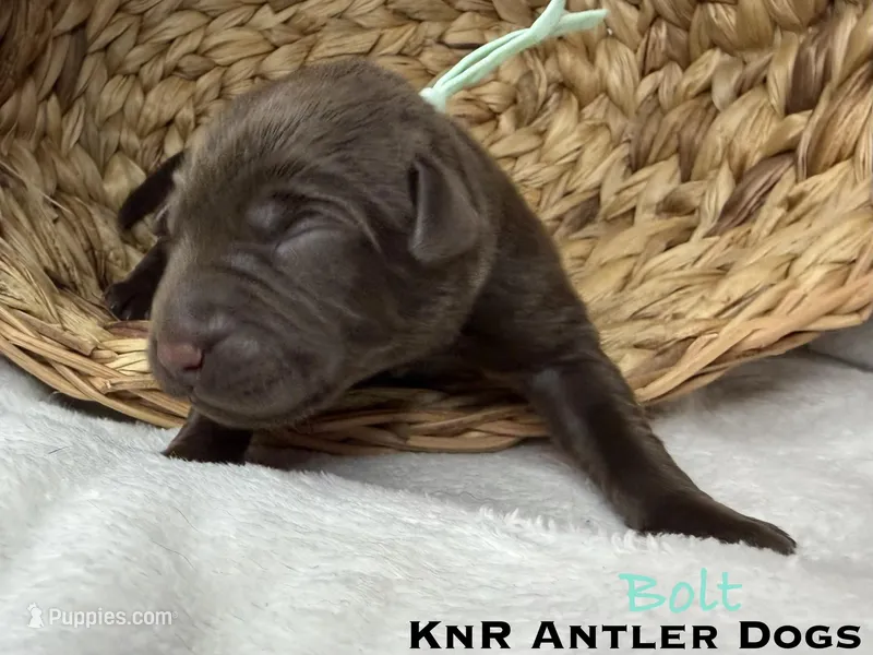 Bolt – Labrador Retriever puppy for sale in Grants Pass, OR