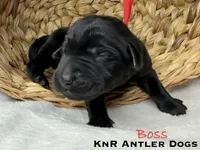 Boss, a male Labrador Retriever for sale in Grants Pass, OR – 1 of 1